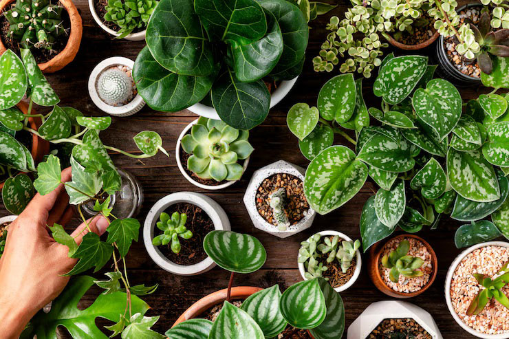 Превью статьи о растениях