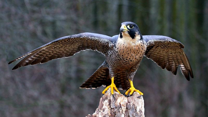 Сапсан в пике