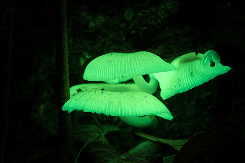 Светящиеся грибы