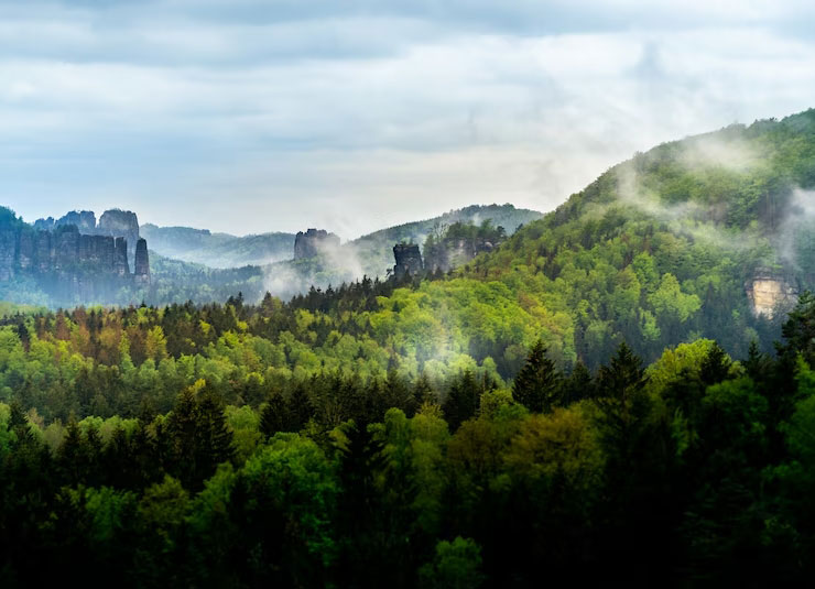 Пышный зеленый лес